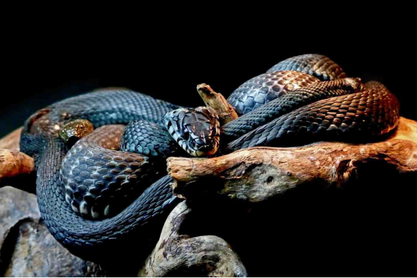 Giấc mơ về một con rắn đen trong nhà của bạn