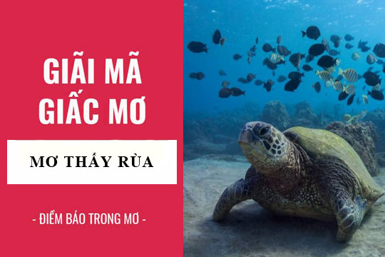 Điềm báo giấc mơ thấy rùa